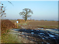 Fields west of Hatfield Broad Oak