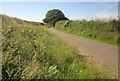 Lane near Mary Tavy