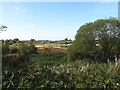 Bog alongside Murrays Road