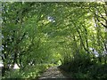 Tunnel of trees, Heathfield