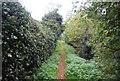 Fynn Valley Walk, Little Bealings