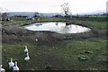 Geese and pond by West Grove Farm