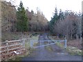 Forest road in Broomley Fell Wood