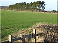 Row of Scots Pines near Hindley