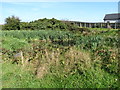 Reedy pond on the east side of Lurgancullenboy Road