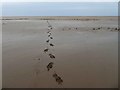 TF4693 : Footprints in the mud (mine!) by Steve  Fareham