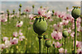 Opium poppies