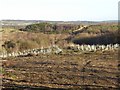 Cleared and replanted woodland