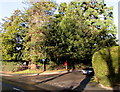 Arboreal corner in Hereford