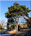 Forked tree on a suburban corner in Hereford