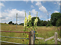 Hollyhocks on a fence post