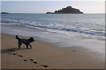 SW5131 : Dog on the beach at Marazion by Philip Halling