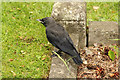 Fledgling Jackdaw