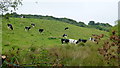 W1045 : Dairy cattle by Jonathan Billinger