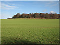 Plantation on Allington Hill