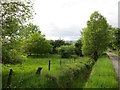 Young woodland, East Tulchan