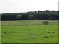 Pasture near Stroness