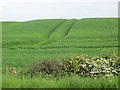 Arable land near Methven