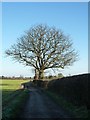 Large tree near Wick Farm