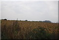 TL5472 : Field of Maize by N Chadwick