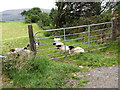 Blackface Mourne sheep on land adjoining the Cloverhill Golf Club, Mullaghbawn