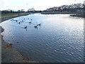 Jubilee Pond, Wanstead Flats