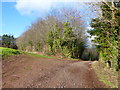 Track to Crumbland, and woodland boundary, near Cobblers Plain