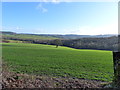 Looking across to a lone tree in a field, near Cobblers Plain