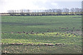 West Somerset : Grassy Hillside