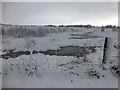 Wintry at Killycurragh