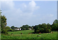 Grazing near Hurdsfield in Macclesfield, Cheshire