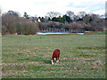 Horse on Shortwood Common