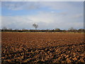 Ploughed field