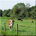 Cattle by the canal near Macclesfield, Cheshire