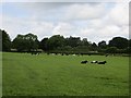 Cattle, Cocklakes