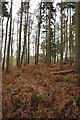 Trees in Chaddesley Wood