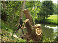 SP2965 : Trimming a poplar stump, riverbank behind Mercia Way, Warwick by Robin Stott