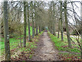 Path lined with trees