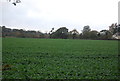 Farmland in the Lark valley