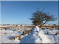 Field boundary near Shottsburn