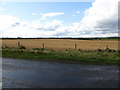 Crop land west of the Killard Road