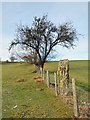 NY4724 : Field boundary line with trees and standing stone by Trevor Littlewood