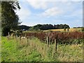 Uncultivated land, Dyke