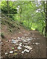 Litter in Snake Hill Wood