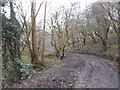 A Muddy Track into Bradley Woods