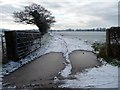 SJ4860 : Frozen flooded field entrance, off Newton Lane by Christine Johnstone