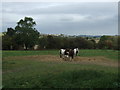 Grazing off Mill Lane