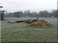 Toppled tree, Laleham Park