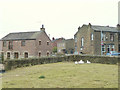 Geese at Longshaw Farm