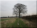 Footpath and trees